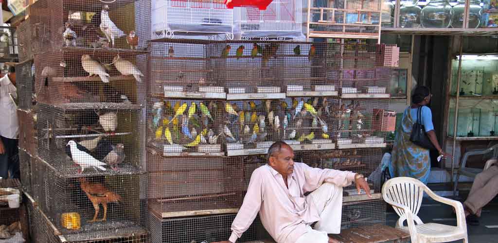 Jama masjid best sale pet market